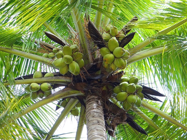 Kokosová palma (Cocos nucifera)