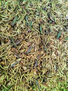 Sušený hmyz – zmes 500 g