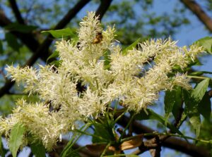 Jaseň mannový (Fraxinus ornus)