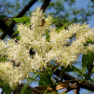 Jaseň mannový (Fraxinus ornus)