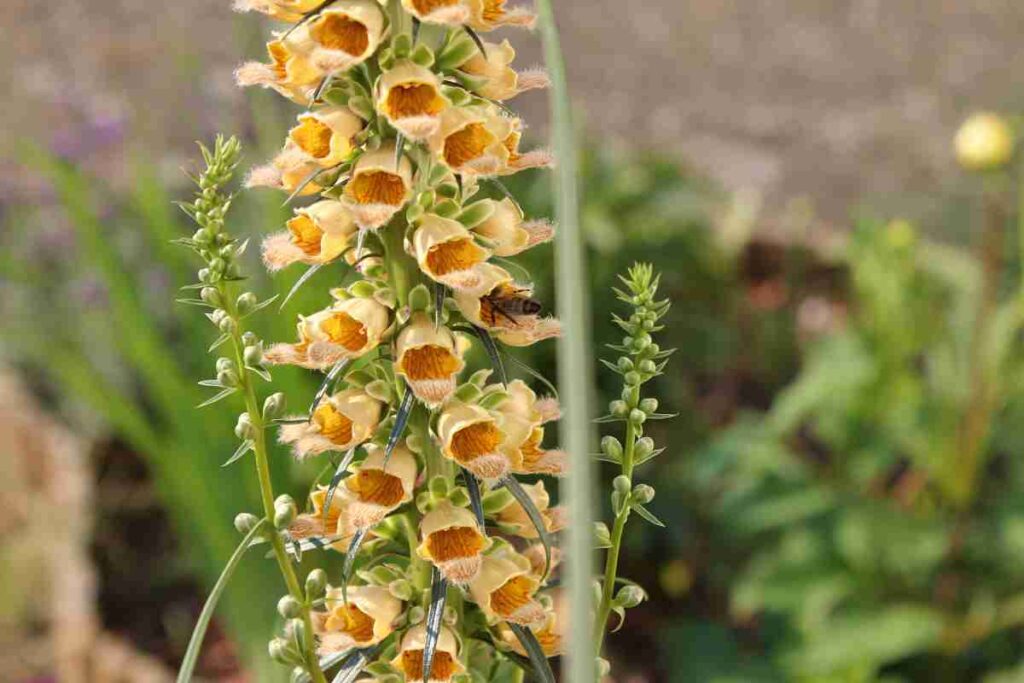 Náprstník hrdzavý (Digitalis ferruginea)