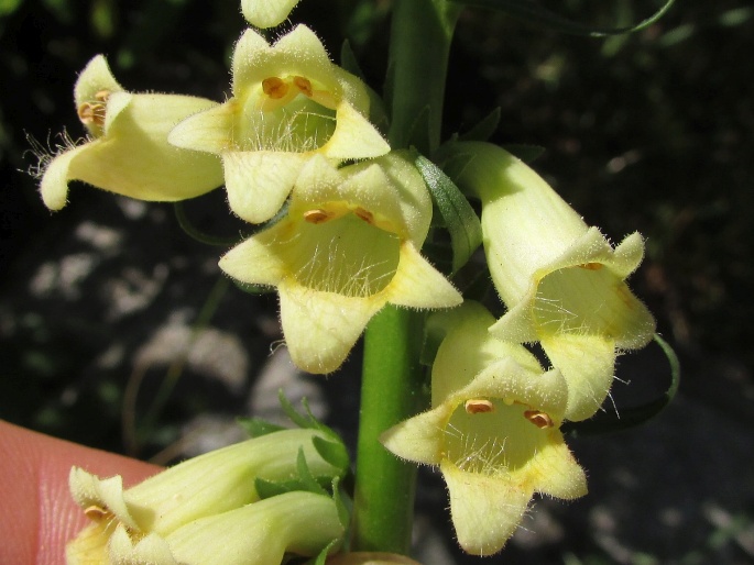 Náprstník žltý (Digitalis lutea)