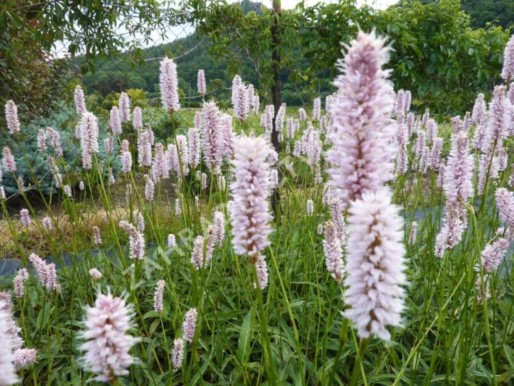 Rdesno hadí koreň (Persicaria bistorta)