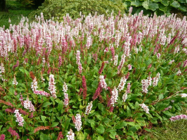Rdesno plazivé (Persicaria affinis)