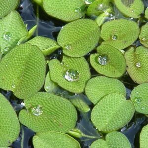 Salvínia (Salvinia)
