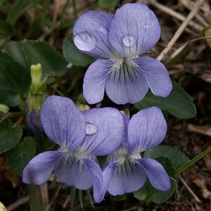 Fialka psia (Viola canina)