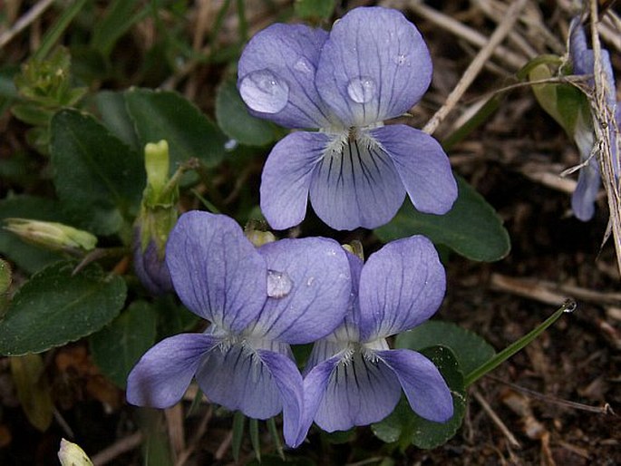 Fialka psia (Viola canina)