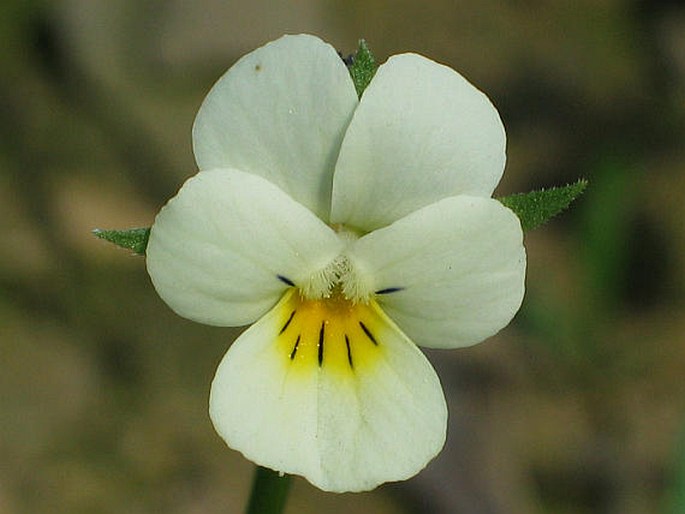 Fialka roľná (Viola arvensis)
