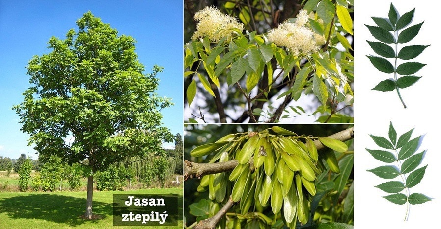 Jaseň štíhly (Fraxinus excelsior)