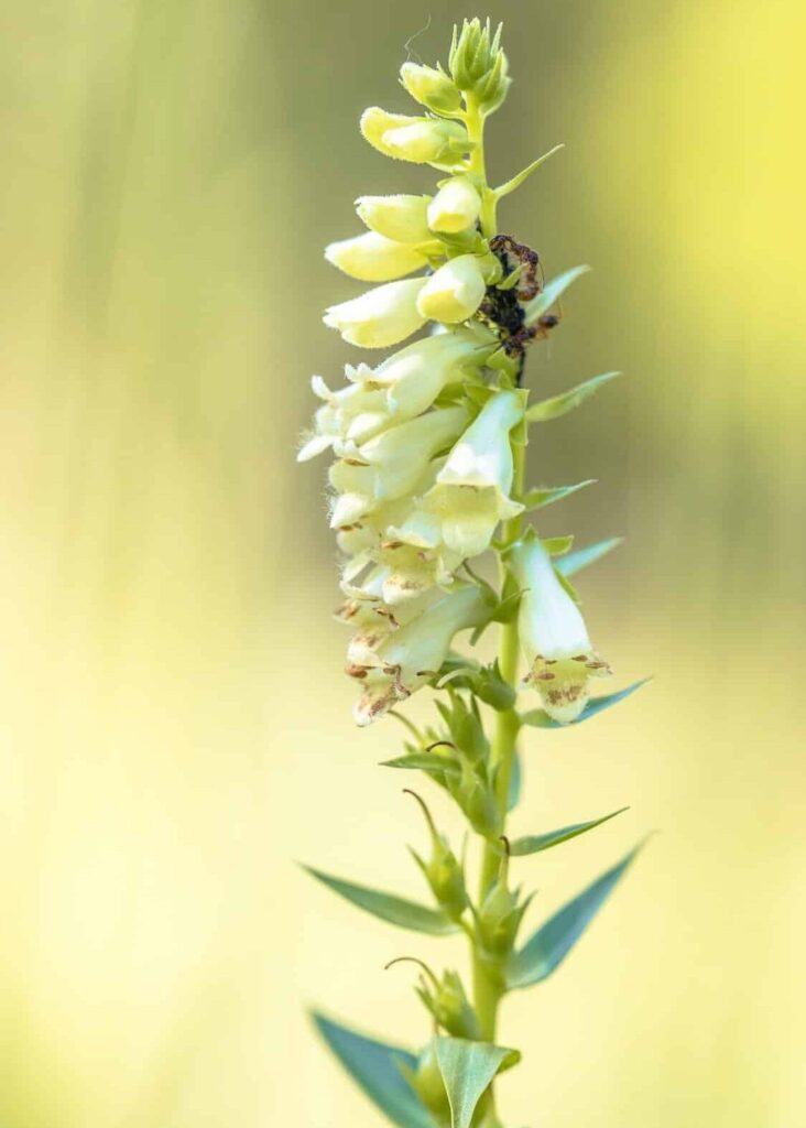 Náprstník veľkokvetý (Digitalis grandiflora)