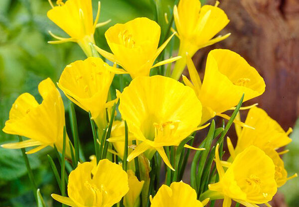 ‘Liberty Bells’
