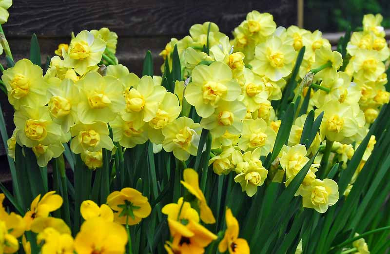 ‘Yellow Cheerfulness’