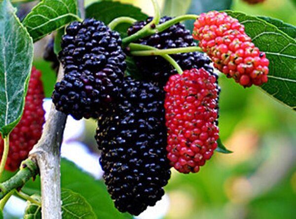 Moruša čierna (Morus nigra)