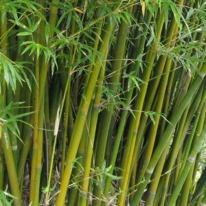 Bambus (Bambusa glaucescens)