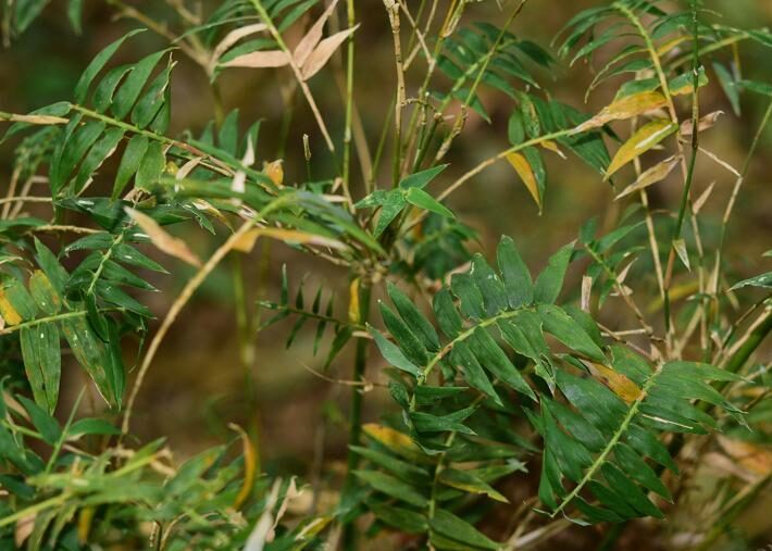 Bambusa glaucescens var. rivierorum ‘Fernleaf’