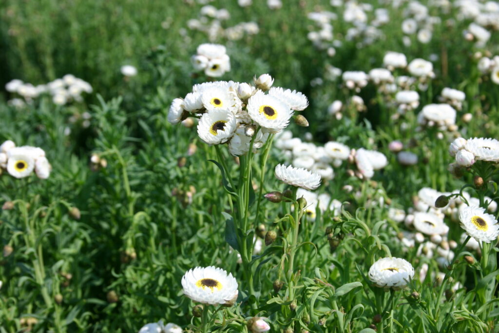 Helipterum roseum ‘Alba’