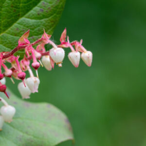 Libavka Shallon (Gaultheria shallon)