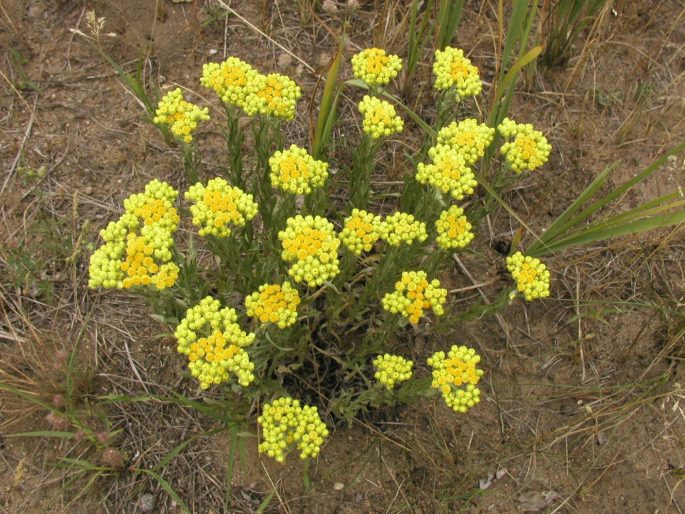 Smil piesočný (Helichrysum arenarium)