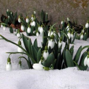 Snežienka jarná (Galanthus nivalis)