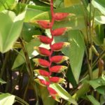 Helikónie alebo kvet homárie klepeto rastúci v dažďovom pralese medzi listami