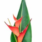 Helikónie s červenými kvetmi