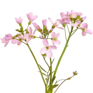 Večernica (Hesperis)