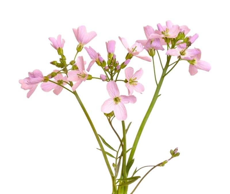 Večernica (Hesperis)
