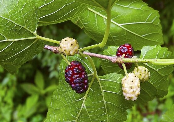 Moruša biela (Morus alba)
