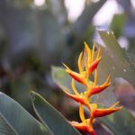 Strelícia, kvet raja, listy helikónie a tropické listy