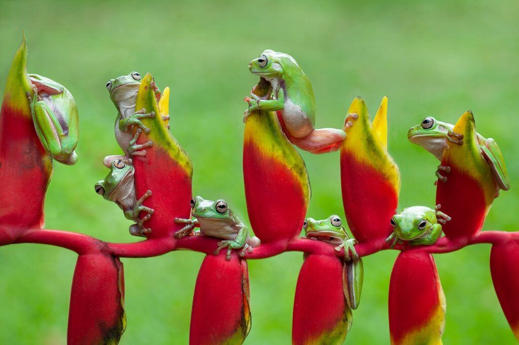 Helikónia (Heliconia)