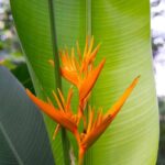 Vodné helikónie so žltými kvetmi