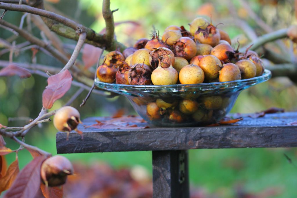 Mišpuľa (Mespilus germanica)