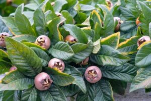 Mišpuľa (Mespilus germanica)