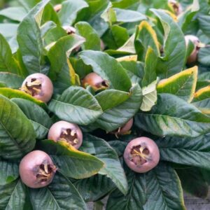 Mišpuľa (Mespilus germanica)