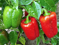Paprika so sviežimi červenými plodmi na rastline