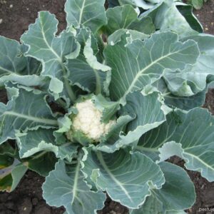 Karfiol (Brassica oleracea convar. botrytis var. botrytis)