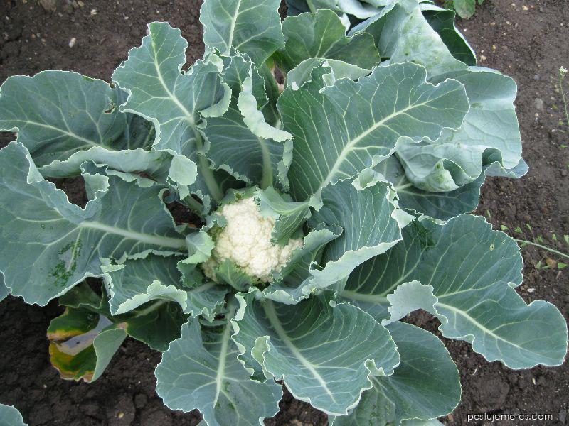 Karfiol (Brassica oleracea convar. botrytis var. botrytis)