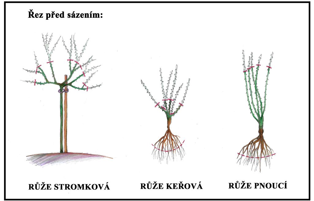 schéma rezu ruží pred výsadbou stromčekové kríkové a popínavé ruže