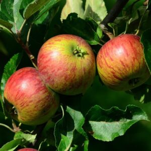 Jabloň (Malus)