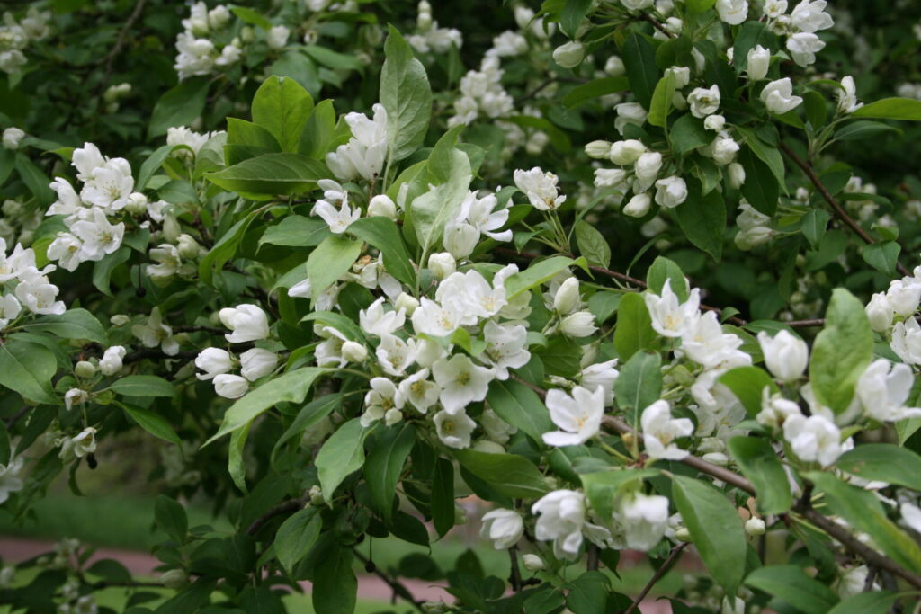 Jabloň bobuľovitá (Malus baccata)