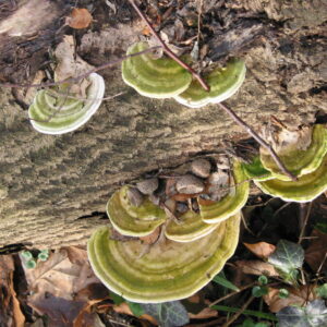 Trúdnikovec hrbatý (Trametes gibbosa)