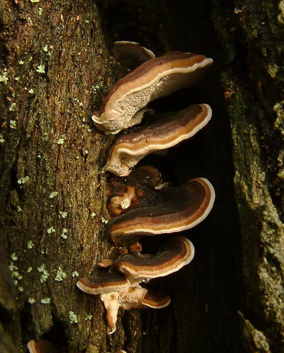 Trúdnikovec pestrý (Trametes versicolor)