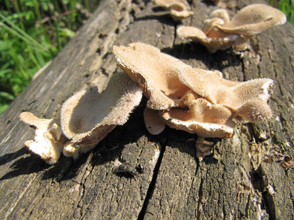 Trúdnikovec chlpatý (Trametes hirsuta)