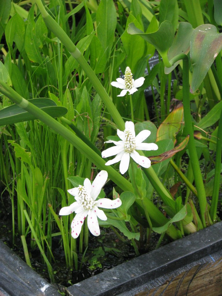 Anemopsis californica