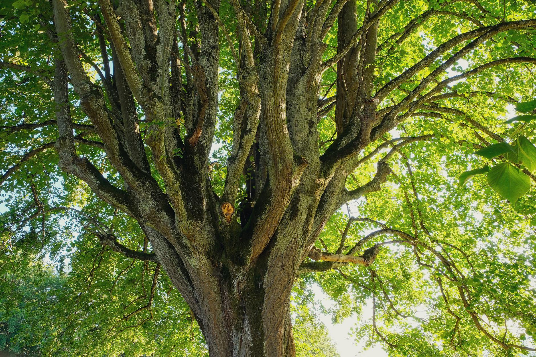 Rozvoj arboristiky v našich krajinách od počiatkov k certifikácii stromolezcov