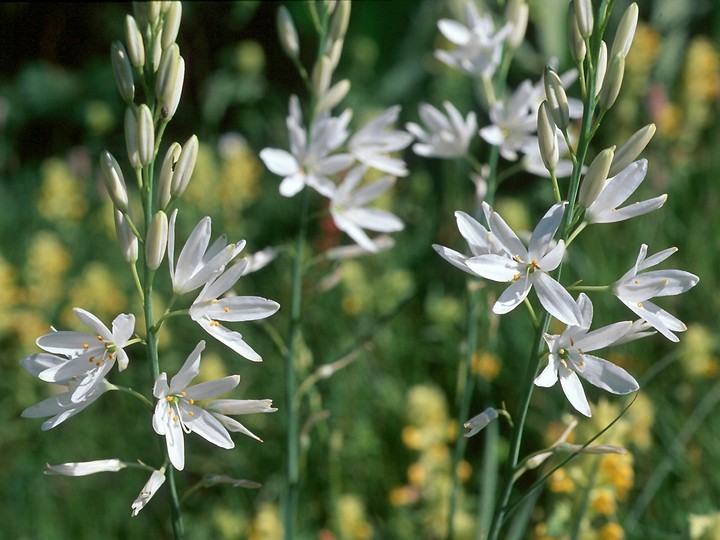 belozářka ľaliovitá (Anthericum liliago)