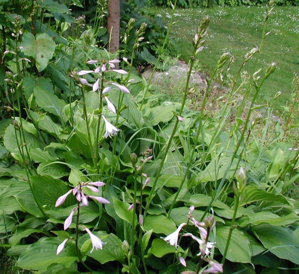 funkia Fortunova (Hosta fortunei)