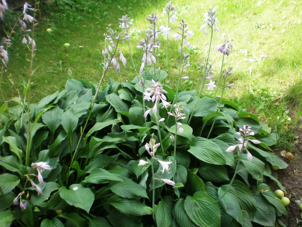 hostka skorocelová (Hosta plantaginea)