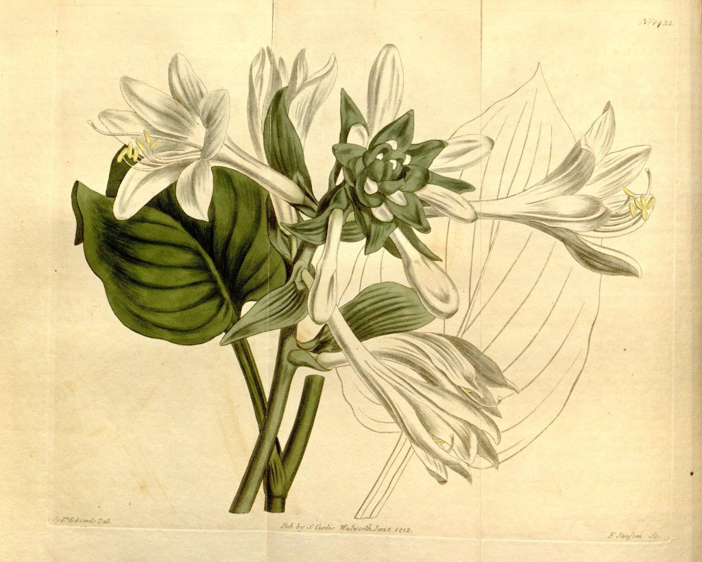bohyška skorocelová 'Royal Standard' (Hosta plantaginea 'Royal Standard')