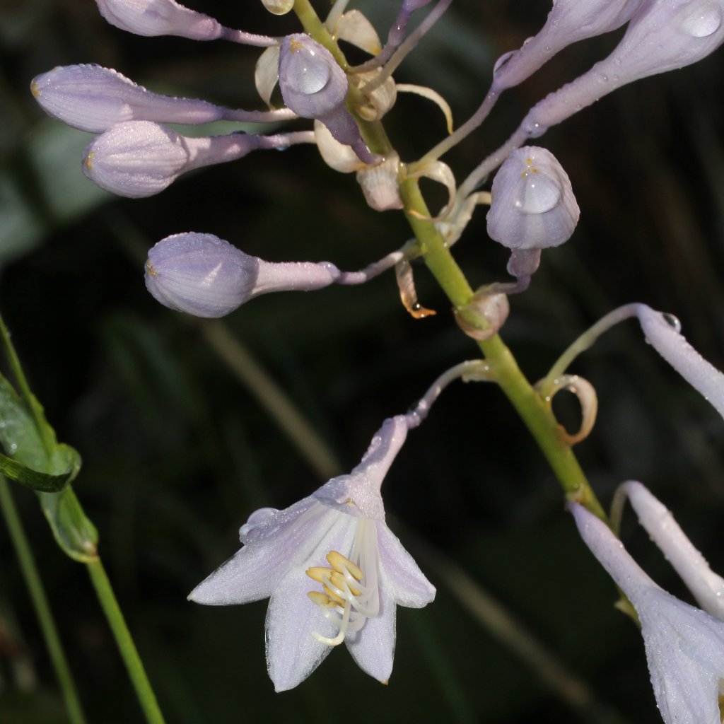 bohyňka kučeravá (Hosta crispula)